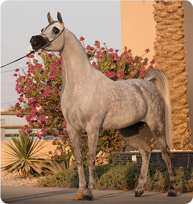 مستلزمات الخيل